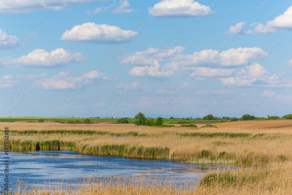 Abstract rural scenery in spring, with infinite horizon, bright colors, along natural lake with reed plants