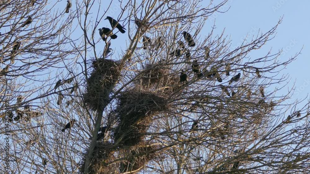 Rook, a flock of black migratory birds for nesting. Rook, a flock of black migratory birds for nesting.