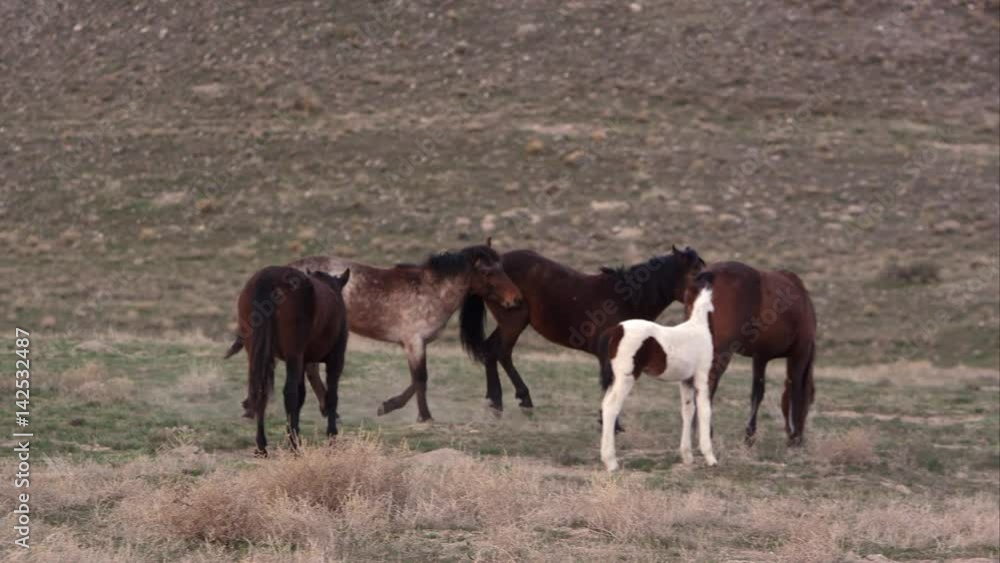 Zoomed view of wild horses playing as pony is kicked up on mothers side. Zoomed view of wild horses playing as pony is kicked up on mothers side.