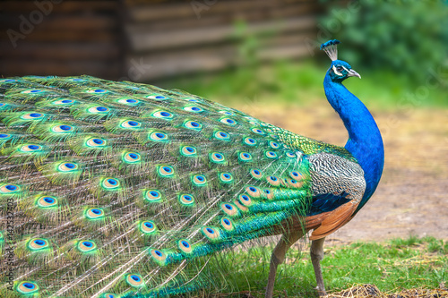 фотографія Peacock with spread wings in profile.