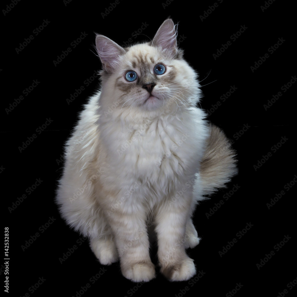 funny little blue-eyed white cat, isolated on black