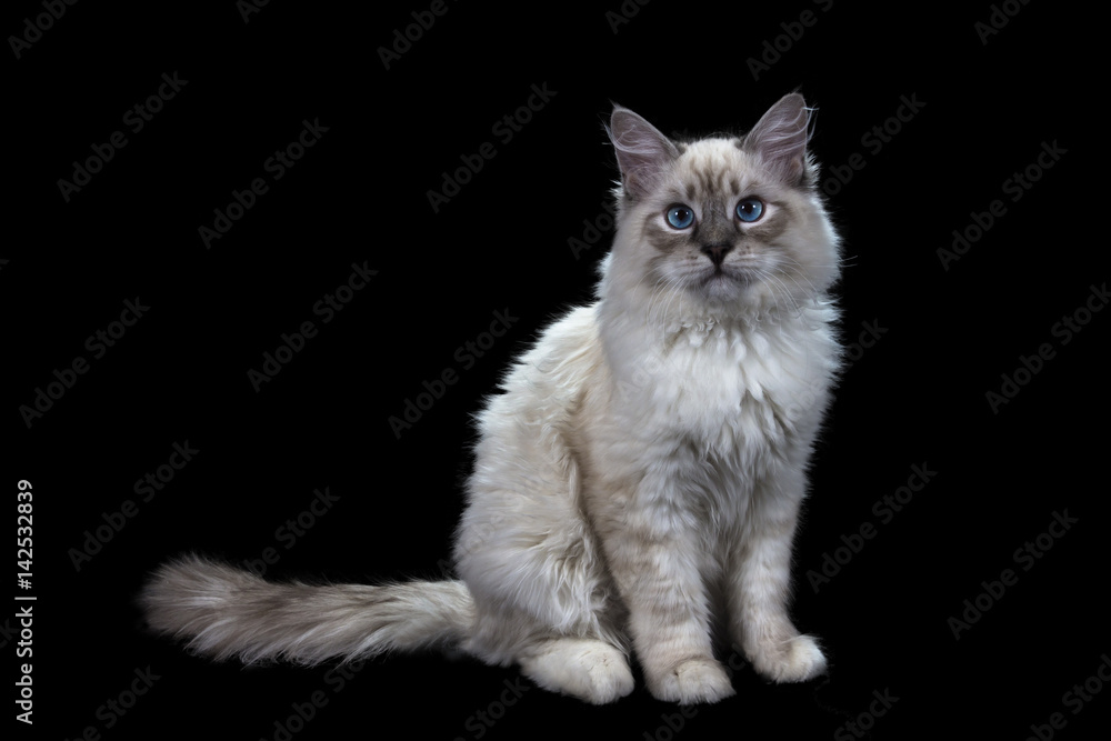 funny little blue-eyed white cat, isolated on black