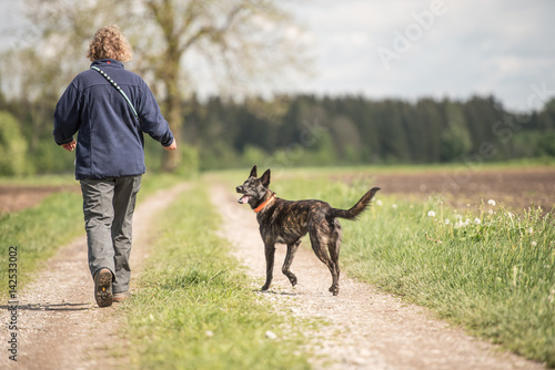 Fototapeta Naklejka Na Ścianę i Meble -  Spaziergang mit einem jungen Hund - holländischer Schäferhund (Hollandse Herder)