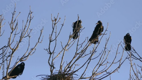 Rook, a flock of black migratory birds for nesting. photo