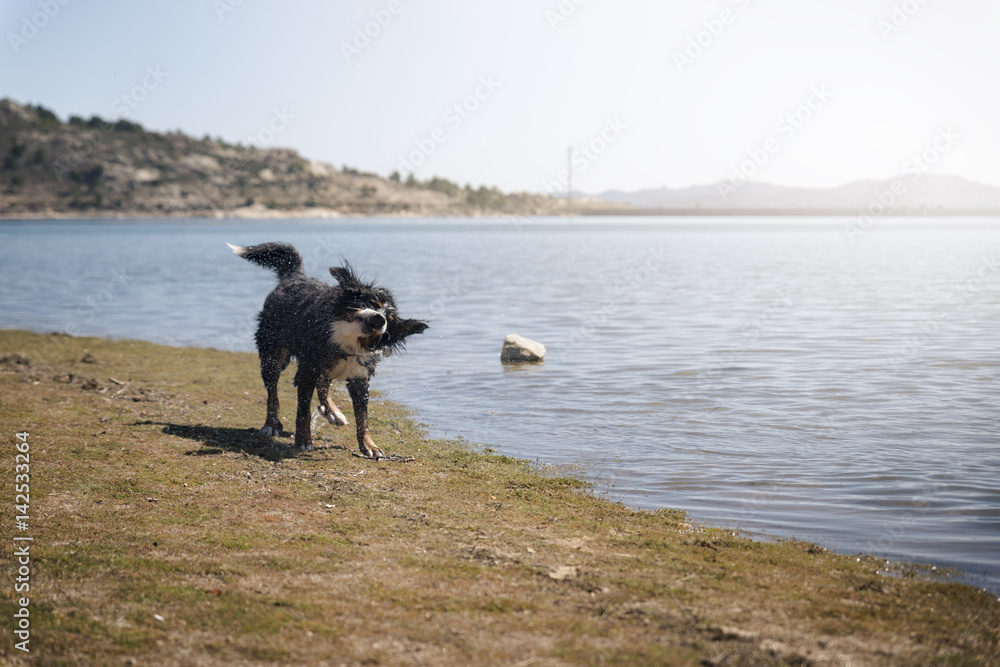 Dog shaking after swimming in lake at summer Dog shaking after swimming in lake at summer