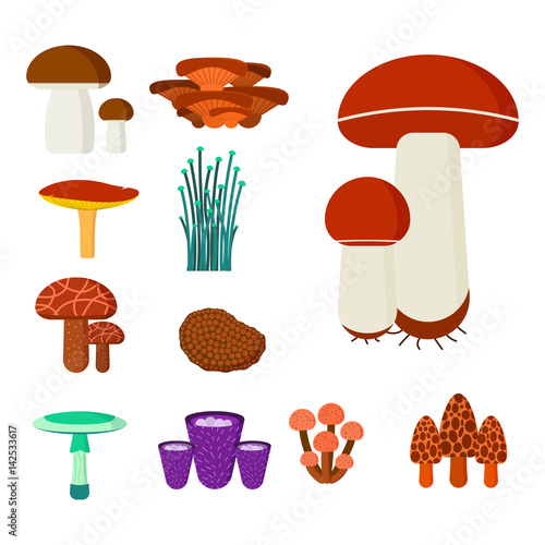 Mushrooms for cook food and poisonous nature meal vegetarian healthy autumn edible and fungus organic vegetable raw ingredient vector illustration.