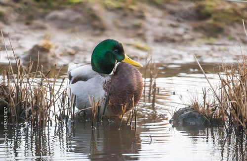 male mallard