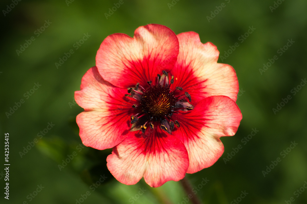 Red and Pink Potentilla Close Up with Blurred Green Bokeh Background Red and Pink Potentilla Close Up with Blurred Green Bokeh Background