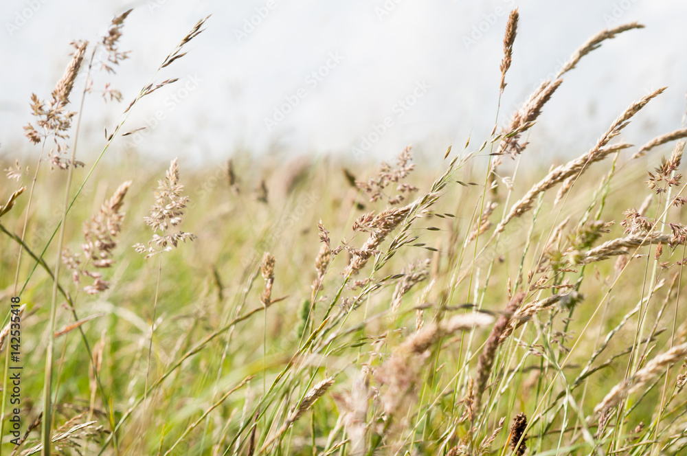 Fototapeta premium Wild Grasses Blowing in Breeze in a Countryside Meadow