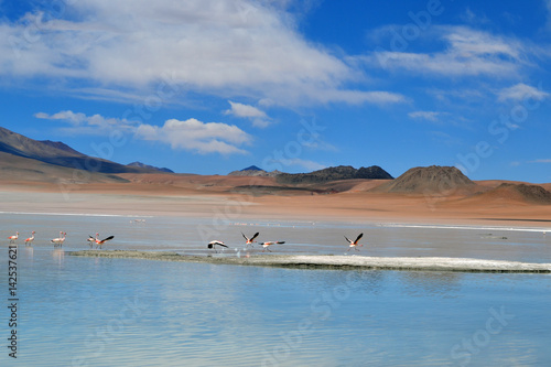 Flamengos en un lago en Uyuni photo