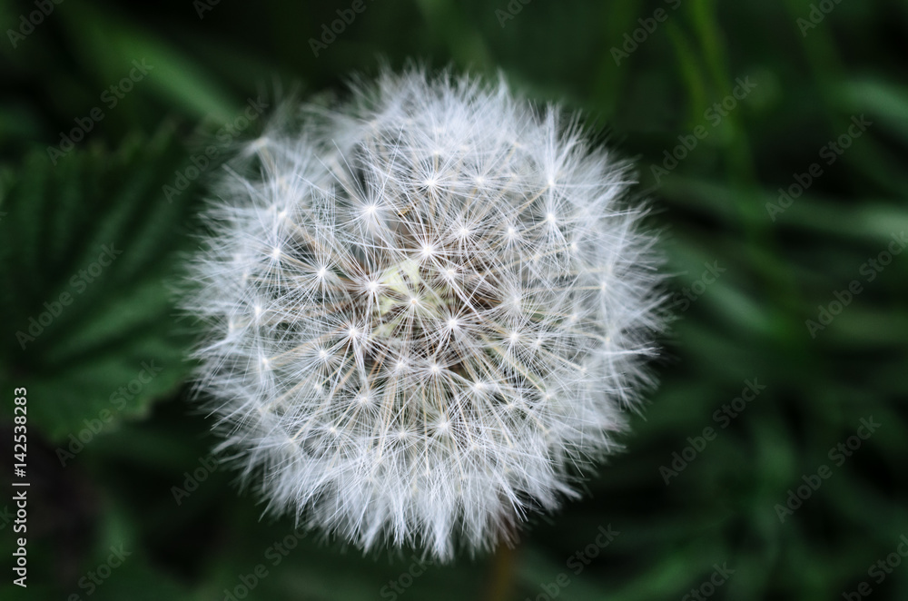 White Dandelion Flower Clock Close Up against Dark Green Foliage White Dandelion Flower Clock Close Up against Dark Green Foliage