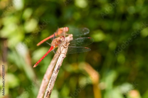 A dragonfly is sitting on a branch to enjoy sunny day