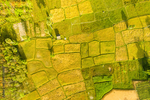 Aerial view rice fields in thailand