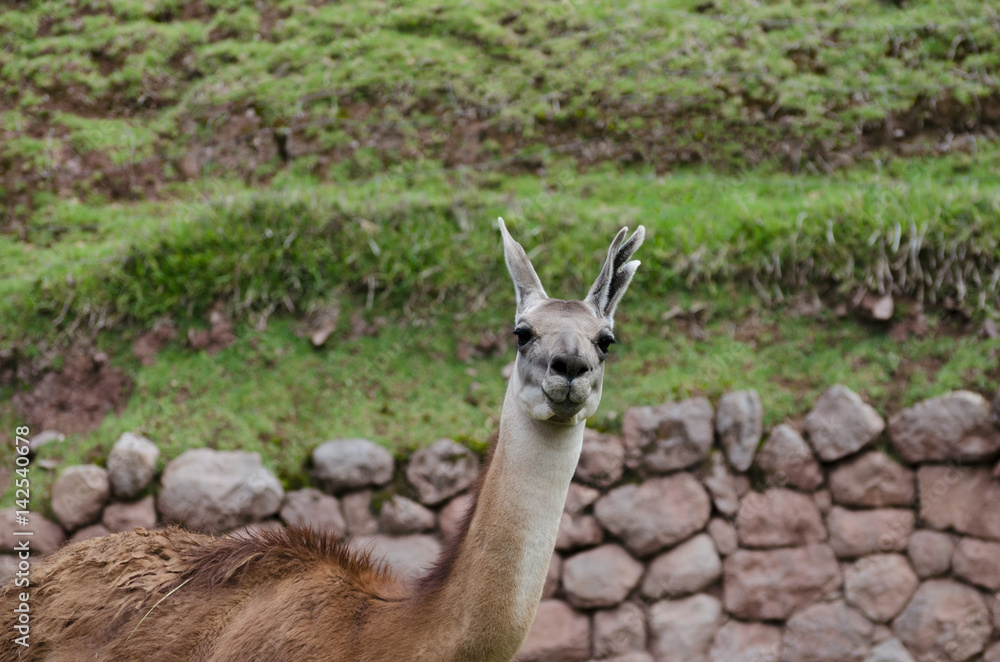 Obraz premium Llama's portrait