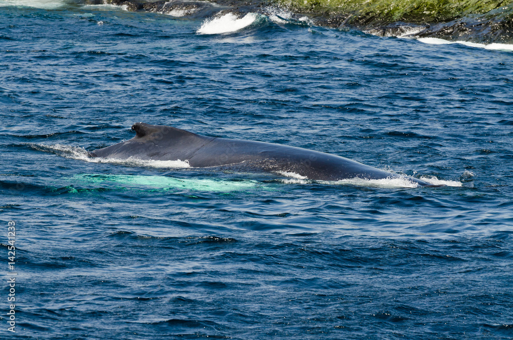 Swimming humpback whale Swimming humpback whale