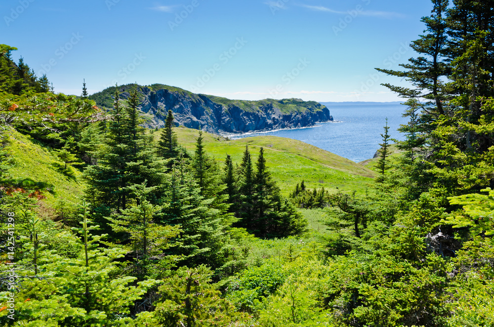 Spruce tree Spruce tree