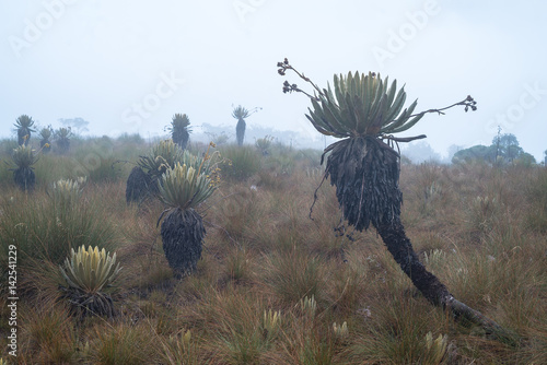 páramo frailejones