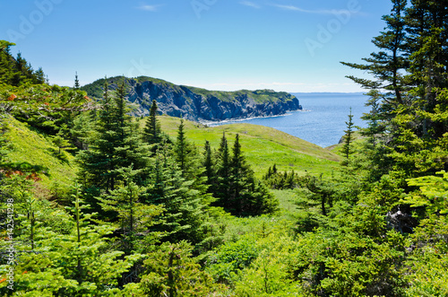 Spruce tree