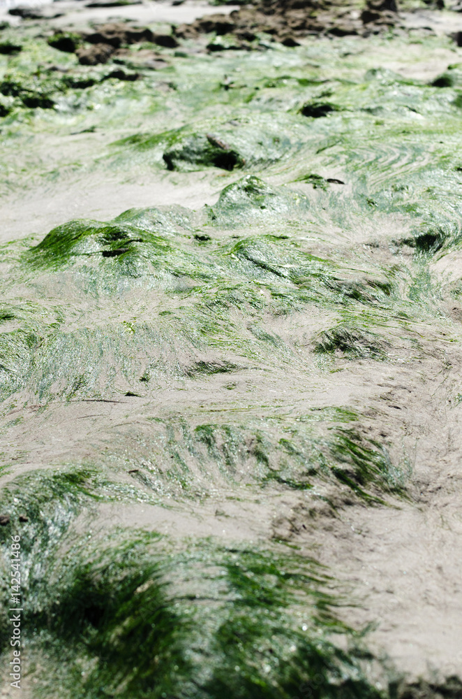 Green wet seaweed at the sandy beach