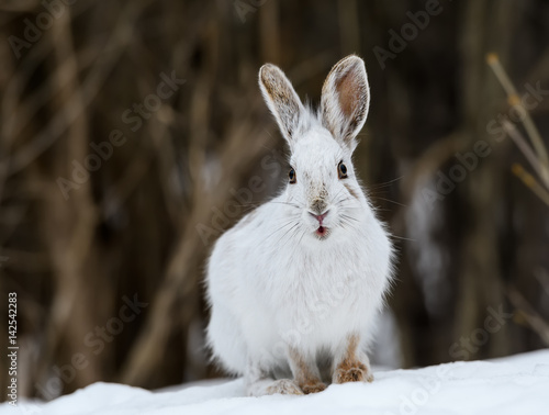 White Snowshoe Hare in Winter