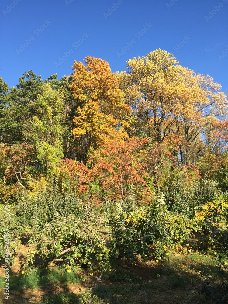 autumn tree foliage nature forest fall orange foliage autumn tree foliage nature forest fall orange foliage
