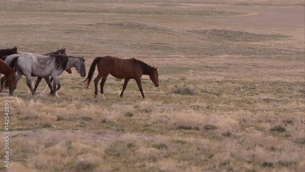 Herd of wild horses walking through the frame Herd of wild horses walking through the frame