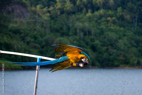 Blue and yellow Macow parrot in wild photo