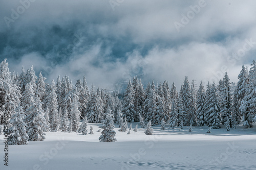 Snowy Tree Tops | Foggy Morning