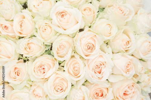 white roses as a background