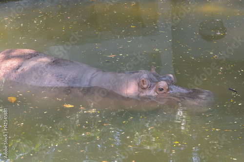  Hippopotamus (Hippopotamus amphibius) in water