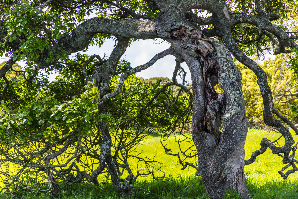 Fototapeta premium The Path and the Tree