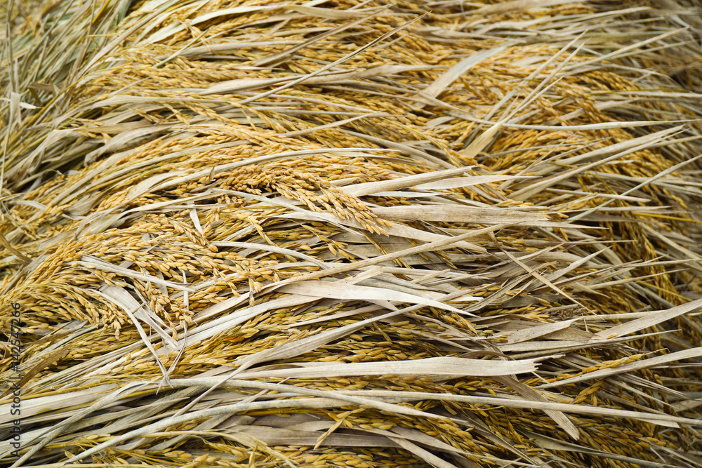 Rice background Rice background
