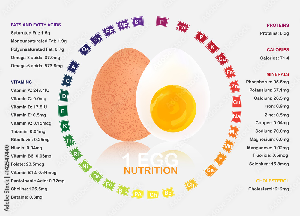 Boiled egg nutrition facts infographic Stock Vector