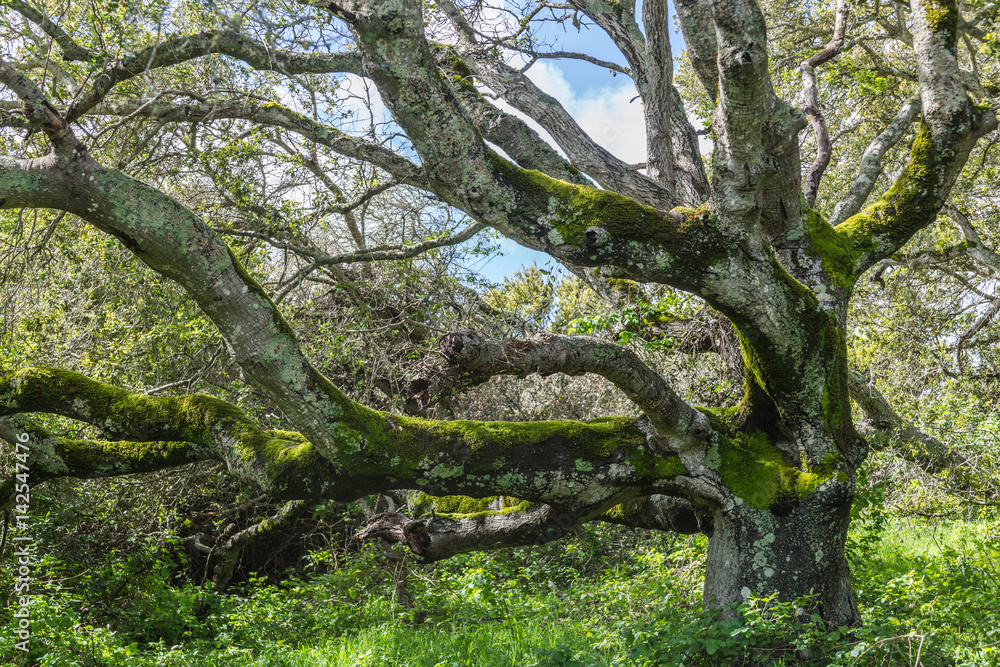 Tree-8 Tree-8