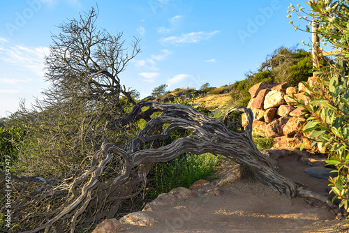 Twisted Tree and Stone Wall at Torrey Pines Reserve