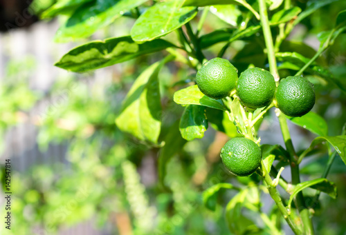 Wallpaper Mural the baby green orange hang the orange tree in farm Torontodigital.ca