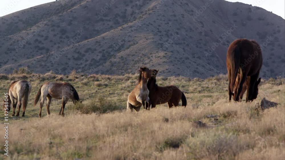 View of two wild horses fighting as one gets kicked in the head.