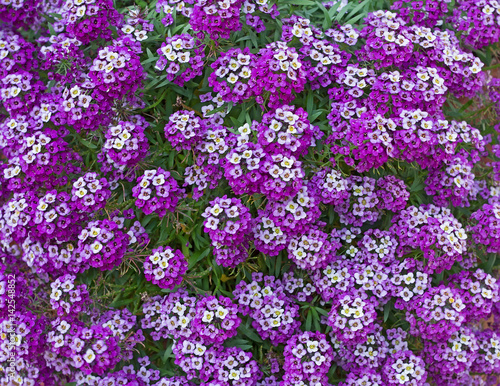 Close up of Alyssum  Royal Carpet purple flowers