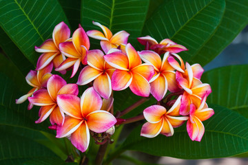 Keuken achterwand Frangipani Plumeria bloemen aan natuurlijke boom  © beerphotographer