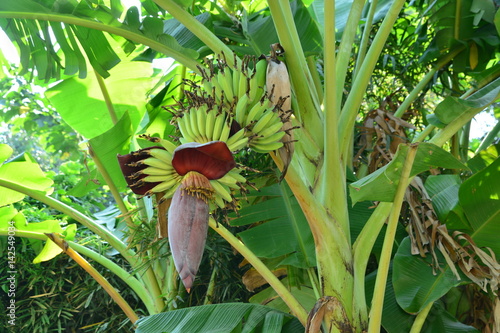 banana flower