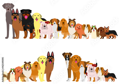 Border of dogs arranged in order of height