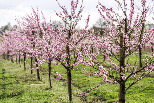 Rosa bl  hende Kirschb  ume 