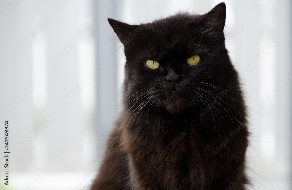 Adult black cat with green eyes and cranky expression