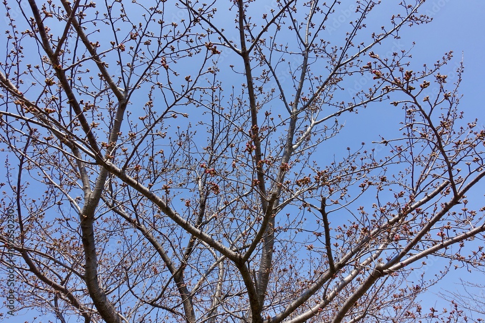 桜の蕾 桜の蕾