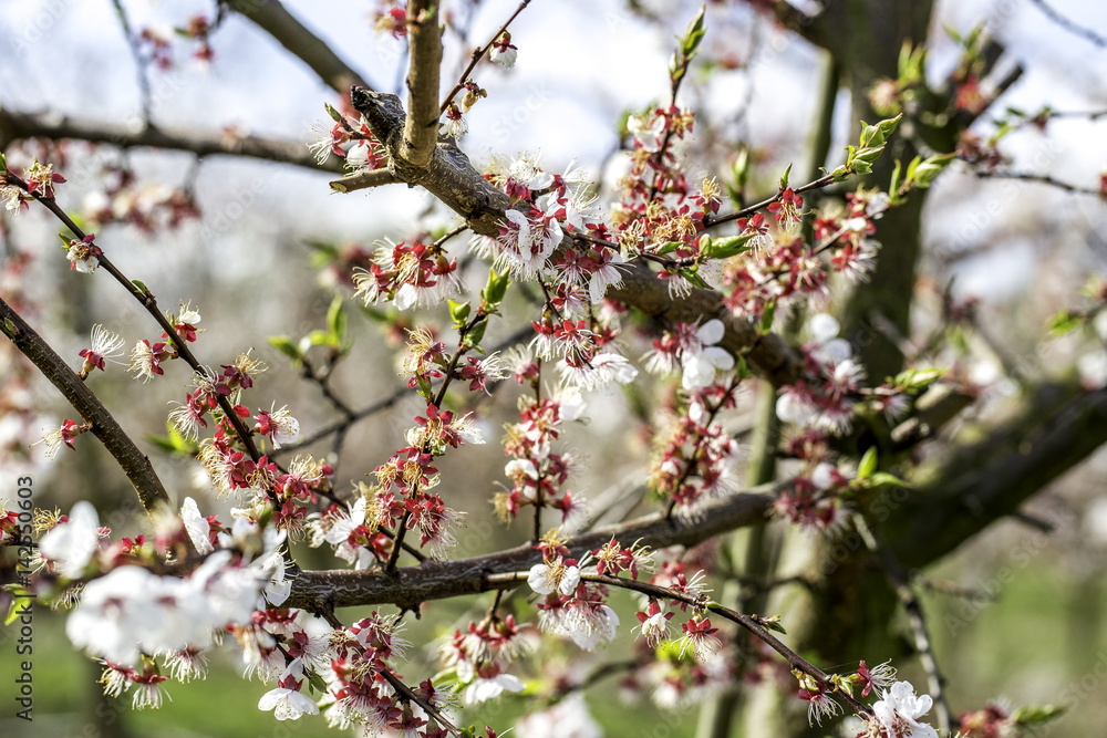 Weiß blühende Obstbäume im Frühling Weiß blühende Obstbäume im Frühling