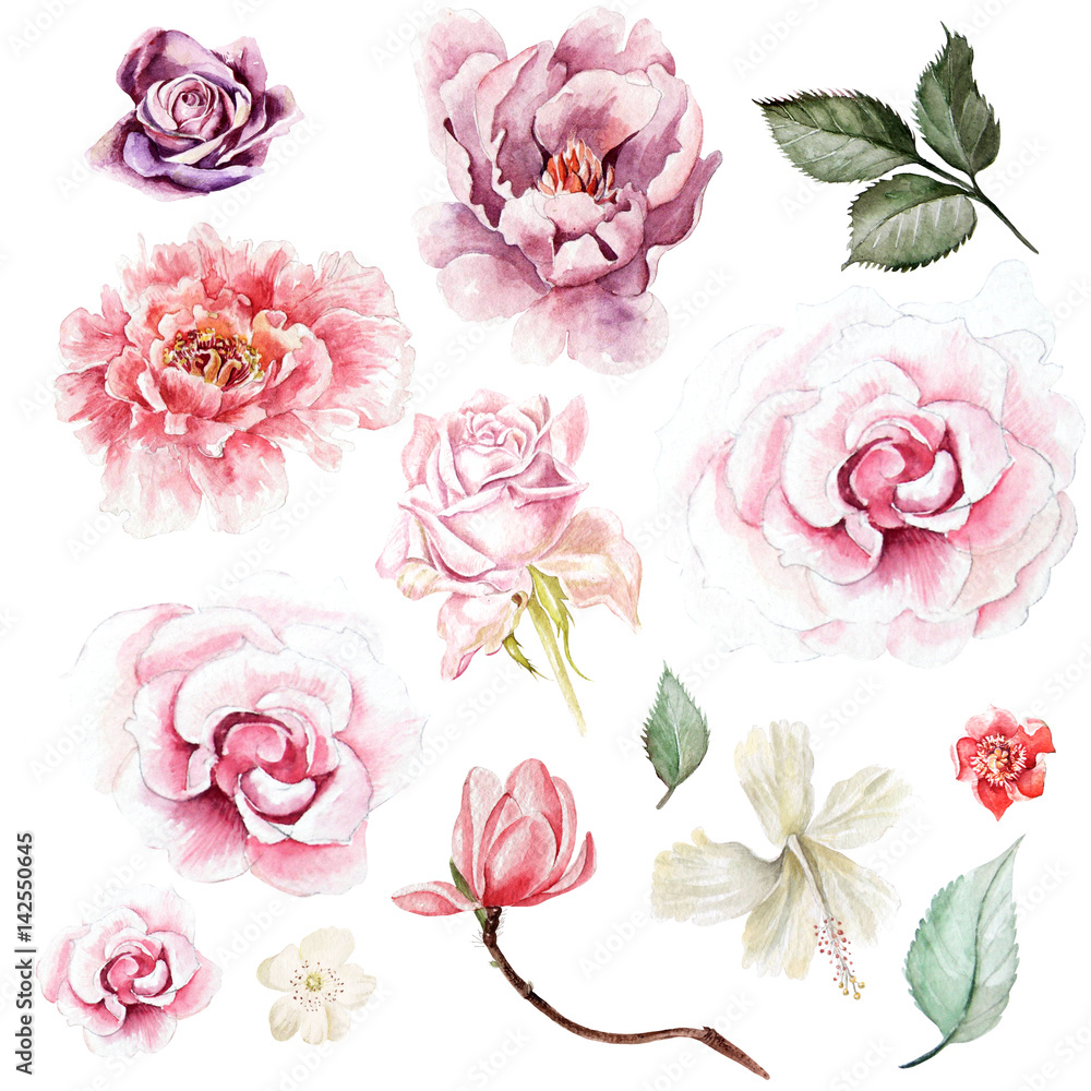 Fototapeta premium Watercolor set with peony, roses and magnolia flowers. Illustration