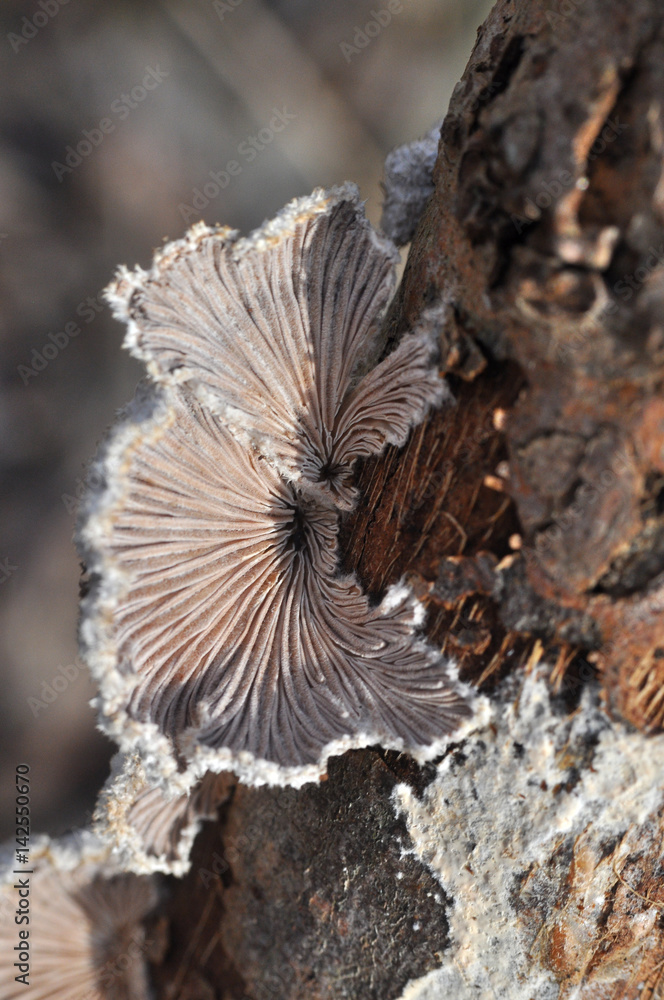 Shizophyllum commune, healing mushroom, Small mushroom growing on sick tree
Shizophyllum commune, healing mushroom, Small mushroom growing on sick tree