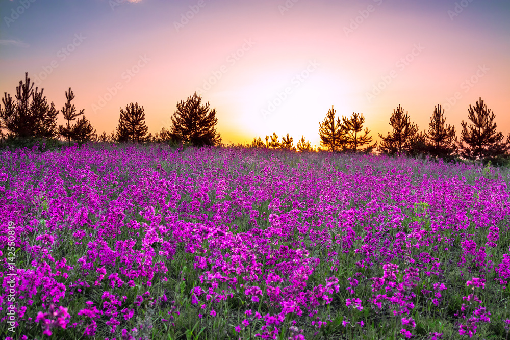 summer rural landscape with purple flowers on a meadow summer rural landscape with purple flowers on a meadow