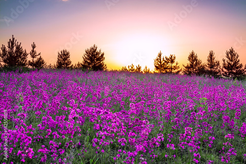 summer rural landscape with purple flowers on a meadow © yanikap