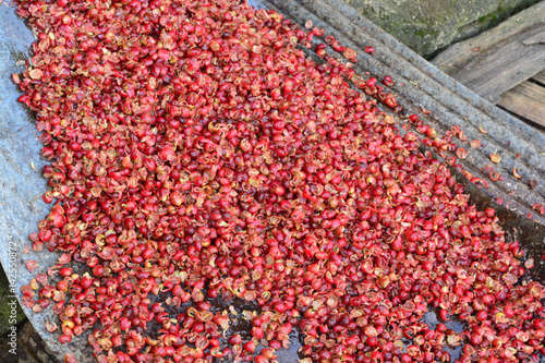 Pulping The Coffee Berry